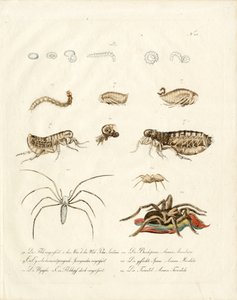 Spinnentiere und Entwicklungsstadien von Insekten von Karl Joseph Brodtmann