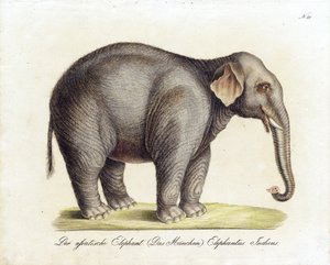 Asiatischer Elefant (Männlich) (Druck) von Karl Joseph Brodtmann