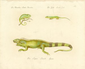 Chamäleon, Gecko und Leguan