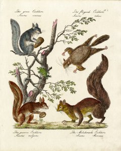 Verschiedene Eichhörnchenarten