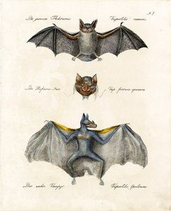 Europäische Fledermausarten (Druck) von Karl Joseph Brodtmann