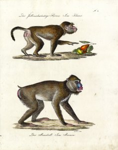 Hamadryas-Pavian und Mandrill