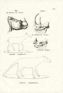 Kopf des Sumatra-Nashorns, 1824