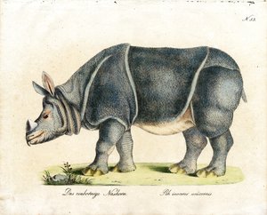 Indisches Nashorn (Druck) von Karl Joseph Brodtmann
