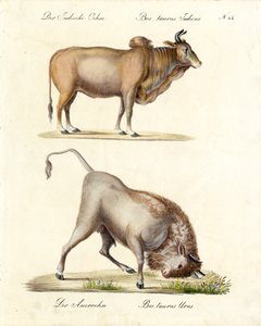 Indischer Zebu und Auerochse