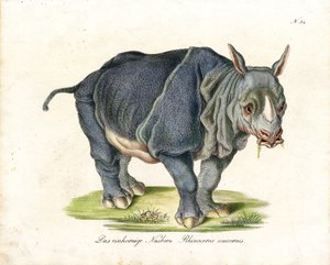 Indisches Nashorn