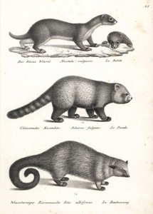 Mauswiesel, Roter Panda und Binturong von Karl Joseph Brodtmann