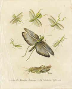 Gottesanbeterinnen und Heuschrecken (Druck) von Karl Joseph Brodtmann