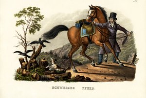 Schweizer Pferd, 1824