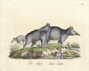 Tapir und Paka