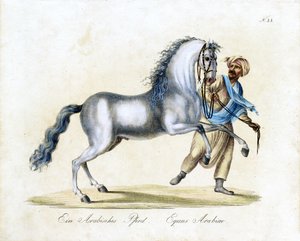 Das Arabische Pferd