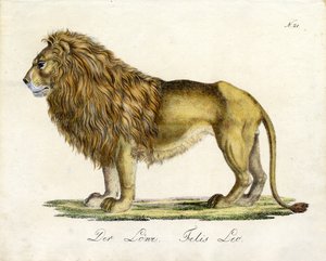 Der Löwe von Karl Joseph Brodtmann