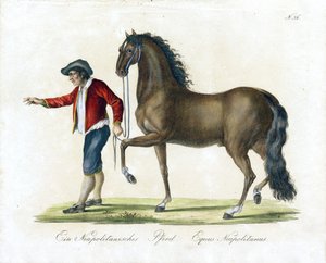 Das neapolitanische Pferd