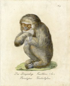 Dreizehiges Faultier