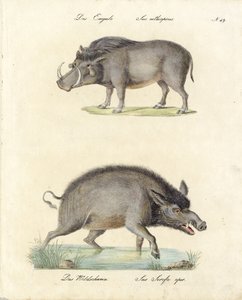 Warzenschwein und Wildschwein (Druck)