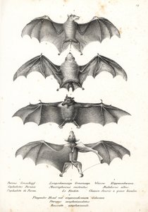Westlicher Nacktrücken-Flughund, Langzungen-Nektar-Fledermaus, Nördliche Geisterfledermaus und Geoffroys Rousette von Karl Joseph Brodtmann