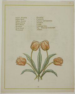 Dekorative Illustration, aus Die erleuchtete Sprache der Blumen