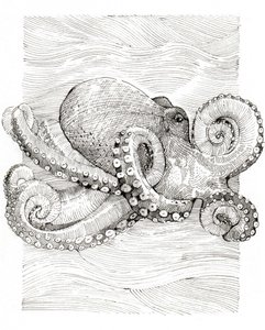 Schwarz-Weiß Oktopus Linienzeichnung von Katie O'Shea