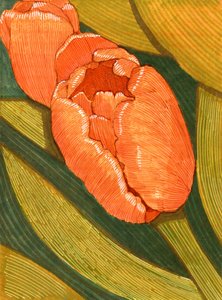 Helle Orange Tulpen mit Grünem Blatt Linienzeichnung von Katie O'Shea