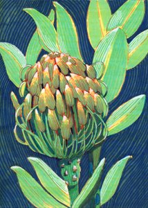 Lebendige Protea Blume von Katie O'Shea