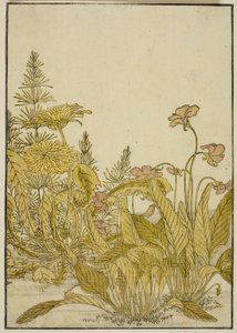 Frühlingsblumen: Veilchen und Löwenzahn, aus dem Buch "Spiegel der schönen Frauen der Vergnügungsviertel (Seiro bijin awase sugata kagami)," Bd. 1 von Katsukawa Shunsho