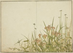 Sommerblumen: Schwertlilien und Wasserpflanzen, aus dem Buch "Spiegel der schönen Frauen der Vergnügungsviertel (Seiro bijin awase sugata kagami)," Bd. 1