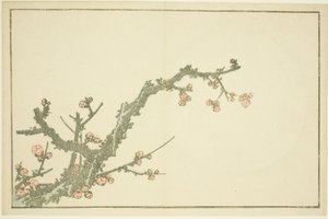 Blühender Pflaumenbaum, aus Das Bilderbuch der realistischen Gemälde von Hokusai (Hokusai shashin gafu) von Katsushika Hokusai