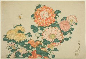 Chrysanthemen und Biene, aus einer unbetitelten Serie von großen Blumen