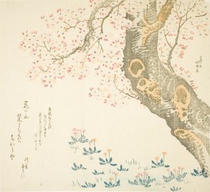 Löwenzahn und Klee unter Kirschbaum
