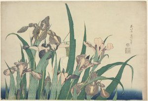 Iris und Heuschrecke, aus einer unbetitelten Serie großer Blumen