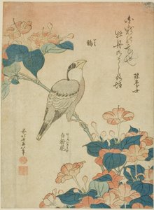 Japanischer Kernbeißer und Wunder von Peru, aus einer unbetitelten Serie von Blumen und Vögeln von Katsushika Hokusai