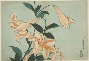 Lilien, aus einer unbetitelten Serie von großen Blumen
