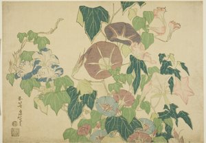 Morgenröte und Baumfrosch, aus einer unbetitelten Serie von großen Blumen