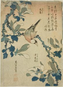 Reiher und Magnolienblüten (Buncho, kobushi no hana), aus einer unbetitelten Serie von Blumen und Vögeln