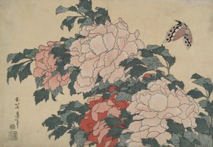 Pfingstrosen und Schmetterling, aus einer unbetitelten Serie namens Große Blumen