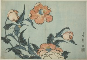 Mohnblumen, aus einer unbetitelten Serie von Blumen