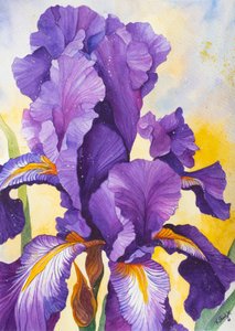 Lebendige violette Iris