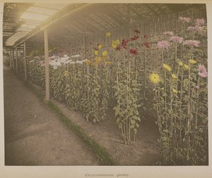 Chrysanthemen Garten