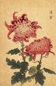 Hybride lachsrosa Chrysantheme von Keika Hasegawa