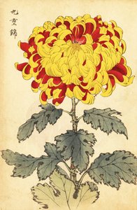 Hybride scharlachrote und gelbe Chrysantheme (Gravur) von Keika Hasegawa