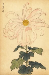Hybride weiße und rosa Chrysantheme, 1893 (Gravur) von Keika Hasegawa
