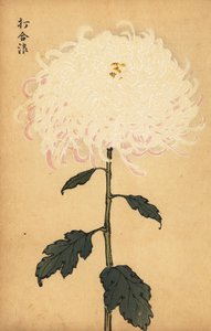Hybride weiße Chrysantheme von Keika Hasegawa