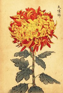 Hybride gelbe und scharlachrote Pompon-Chrysantheme von Keika Hasegawa