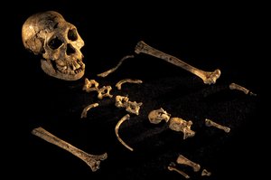 Vier Fuß sieben Zoll großes zusammengesetztes Skelett von Individuen, die in Dmanisi gefunden wurden, 2008 (Foto)