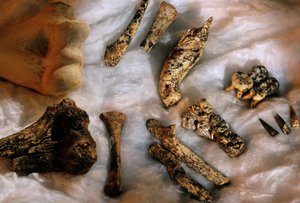 Hominidenknochen mit modernem menschlichem Humerus (oben links) zum Größenvergleich, Drimolean