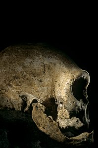 Homo erectus Schädel, zahnlos, Dmanisi, Georgien Homo Erectus Fundstätte von Kenneth Garrett