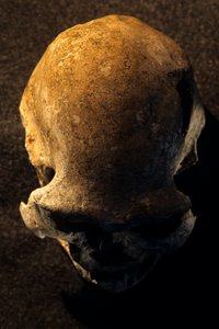 Homo erectus Schädel, zahnlos, Dmanisi, Georgien Homo Erectus Fundstätte von Kenneth Garrett