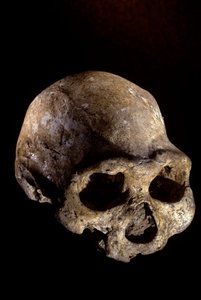 Homo erectus Schädel, zahnlos, Dmanisi, Georgien Homo Erectus Fundstätte von Kenneth Garrett
