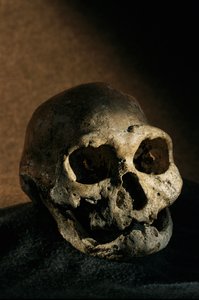 Homo erectus Schädel, zahnlos, Dmanisi, Georgien Homo Erectus Fundstätte von Kenneth Garrett