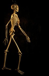 Wissenschaftliche Studie des modernen menschlichen Skeletts, George Washington University, 2000 von Kenneth Garrett